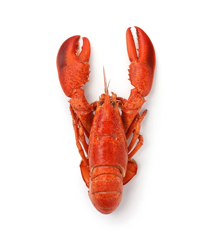 vg-sf-frshs-8.jpg Whole Cornish Lobster - Image 1